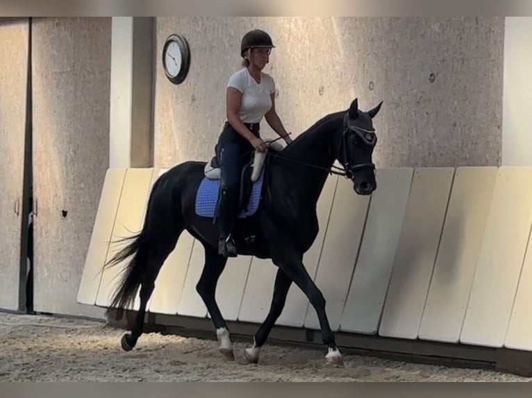 Westfale Stute 5 Jahre 166 cm Rappe in W&#xFC;rzburg
