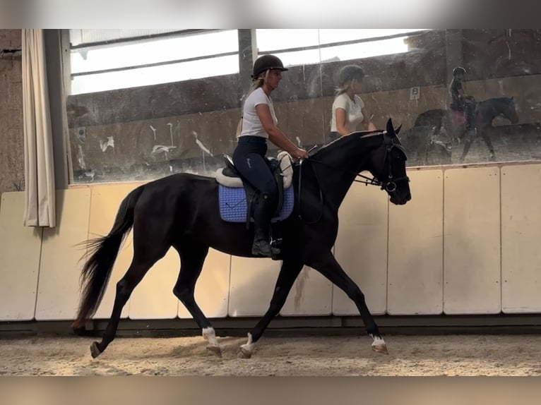 Westfale Stute 5 Jahre 166 cm Rappe in W&#xFC;rzburg