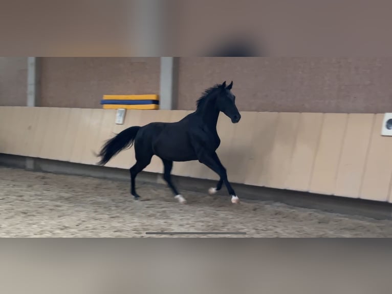 Westfale Stute 5 Jahre 166 cm Rappe in W&#xFC;rzburg