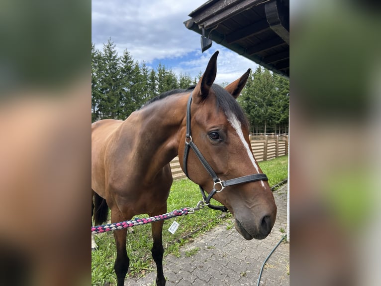 Westfale Stute 5 Jahre 166 cm in Sundern