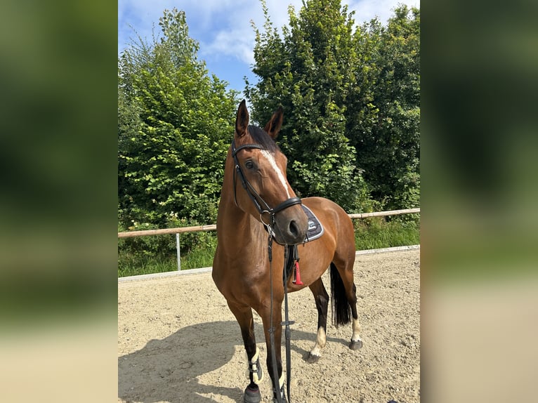 Westfale Stute 5 Jahre 166 cm in Sundern