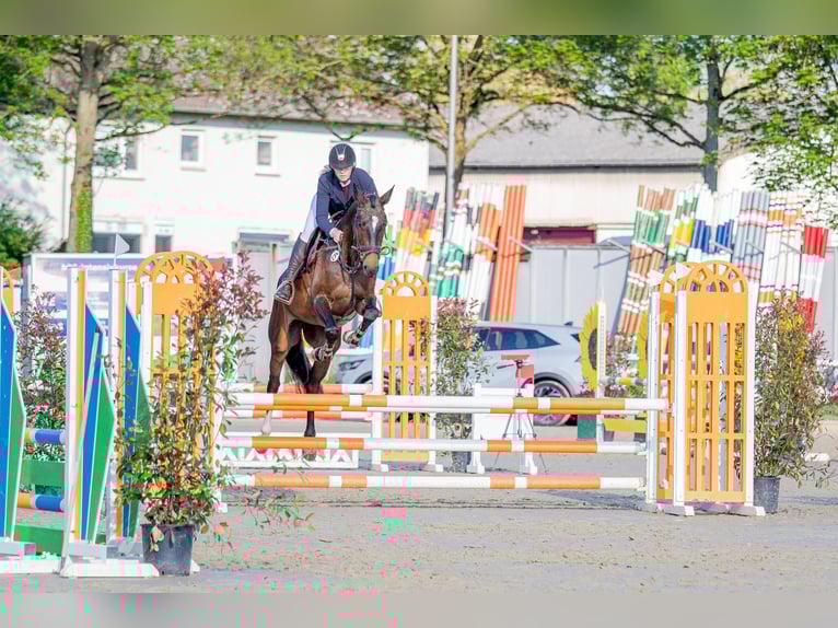 Westfale Stute 5 Jahre 167 cm Brauner in Hennef