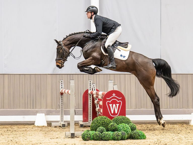 Westfale Stute 5 Jahre 167 cm Dunkelbrauner in Münster-Handorf