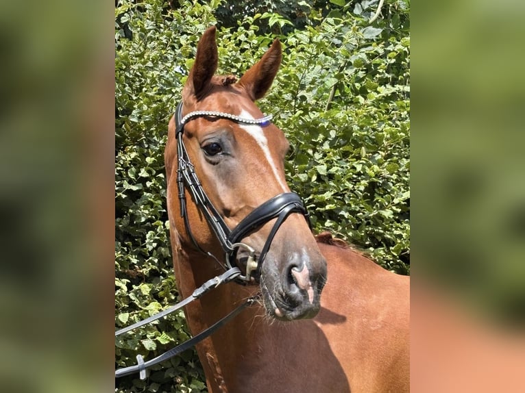 Westfale Stute 5 Jahre 167 cm Fuchs in Neuss