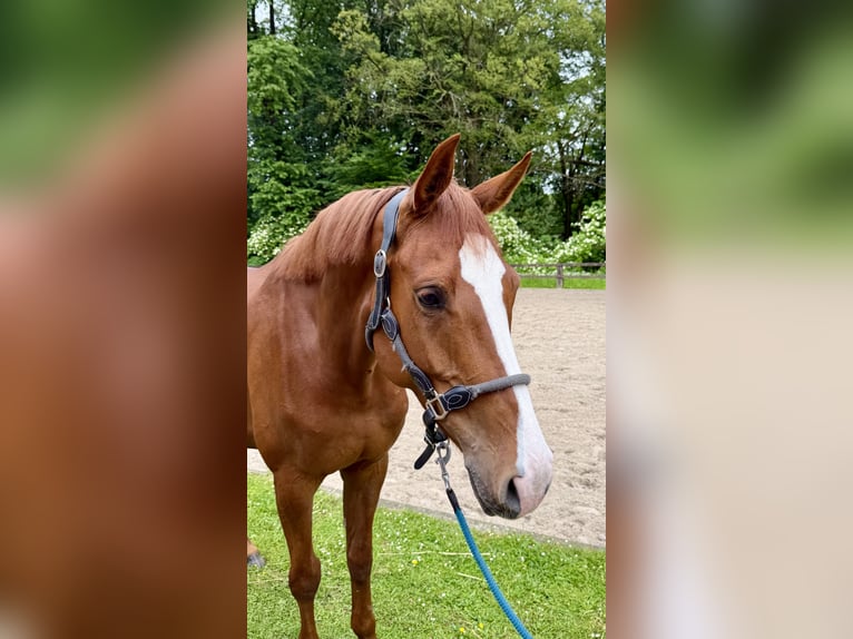 Westfale Stute 5 Jahre 167 cm Fuchs in Wermelskirchen
