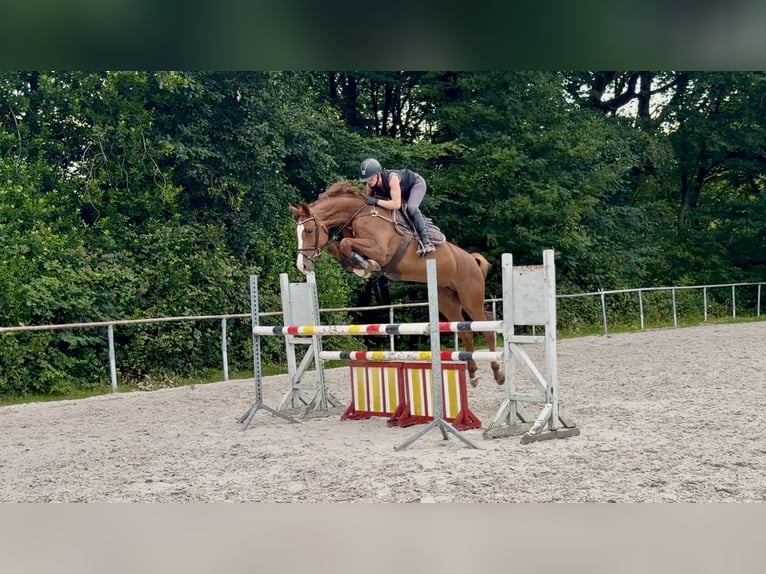 Westfale Stute 5 Jahre 167 cm Fuchs in Wermelskirchen