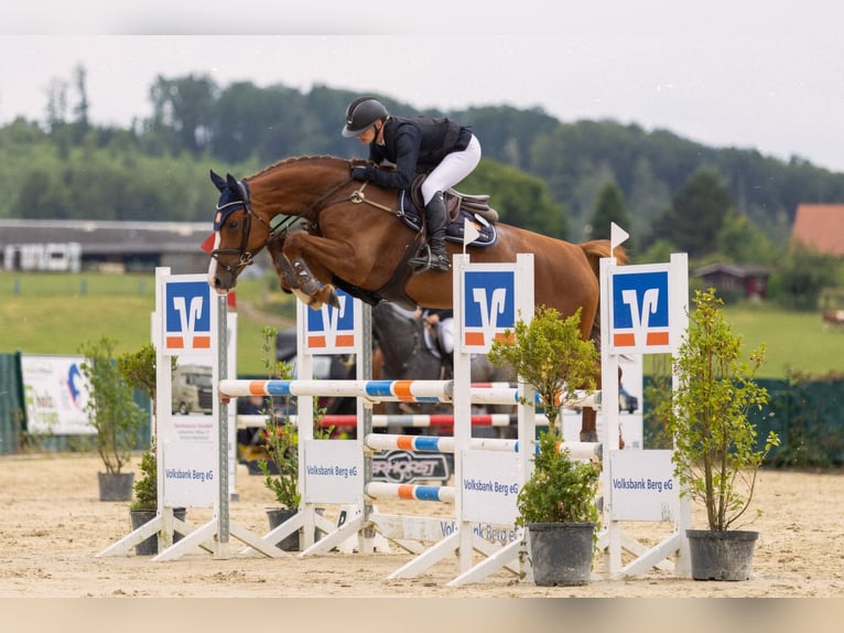 Westfale Stute 5 Jahre 167 cm Fuchs in Wermelskirchen