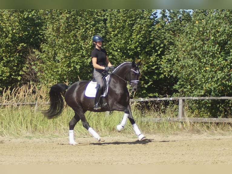 Westfale Stute 5 Jahre 167 cm Rappe in Iserlohn