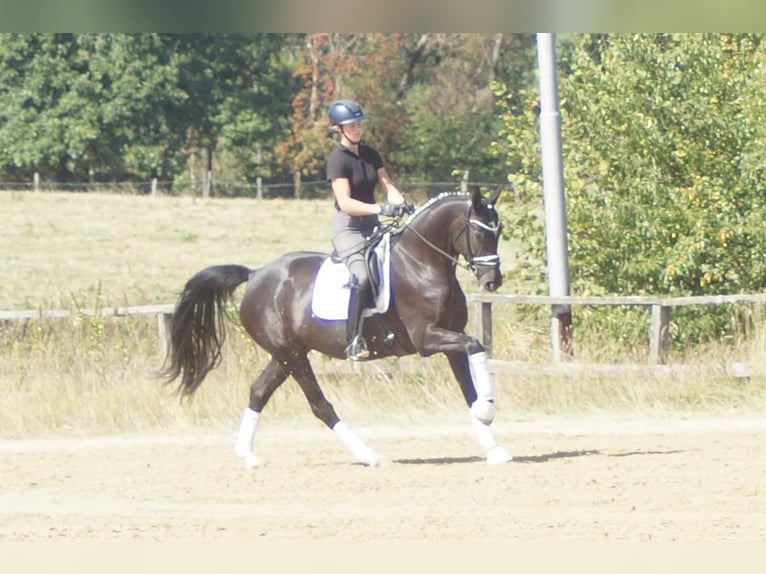 Westfale Stute 5 Jahre 167 cm Rappe in Iserlohn