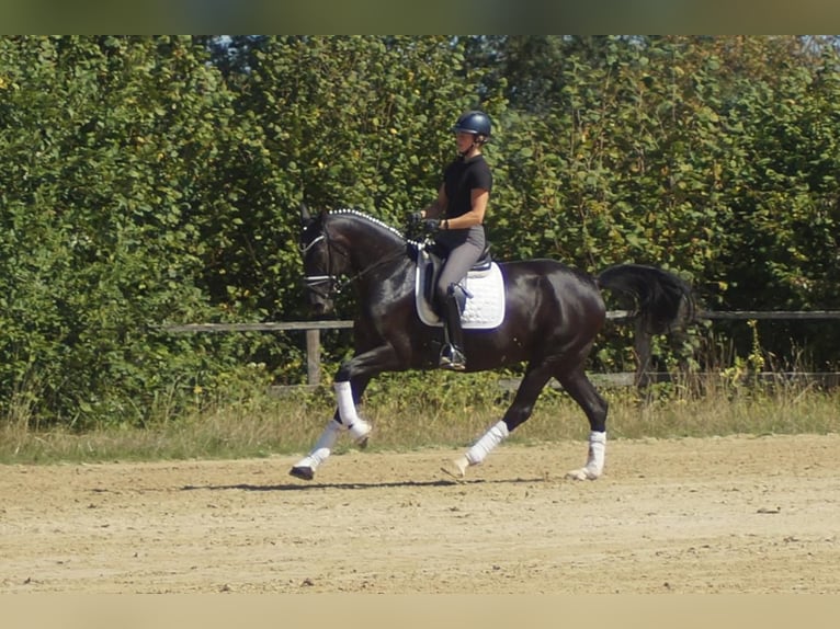 Westfale Stute 5 Jahre 167 cm Rappe in Iserlohn