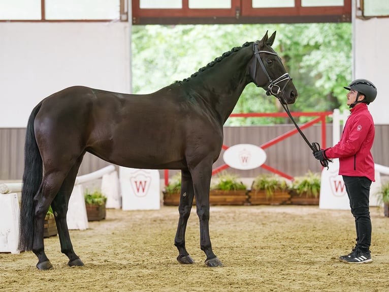 Westfale Stute 5 Jahre 167 cm Rappe in Münster-Handorf