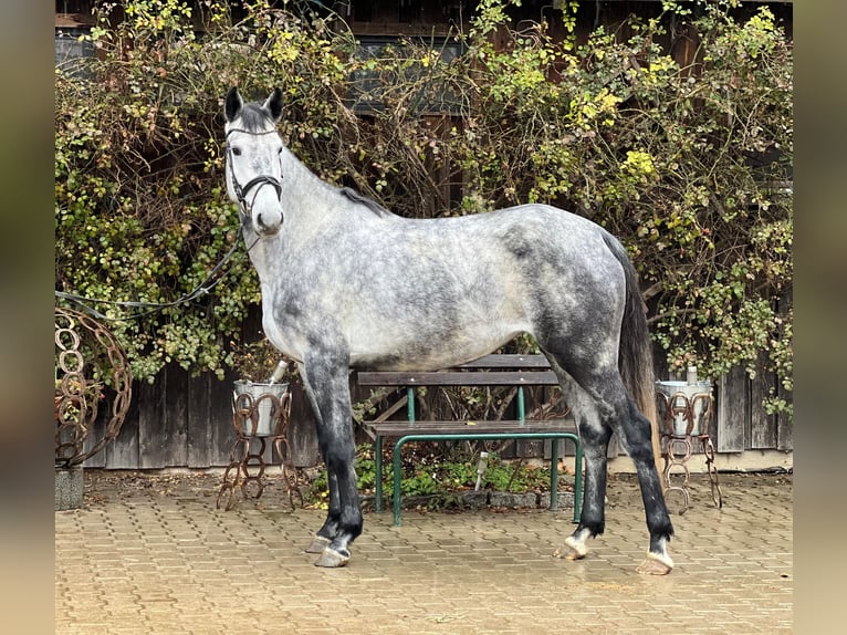 Westfale Stute 5 Jahre 167 cm Schimmel in Allershausen
