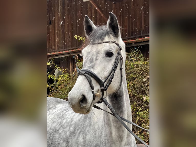 Westfale Stute 5 Jahre 167 cm Schimmel in Allershausen