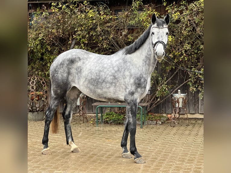 Westfale Stute 5 Jahre 167 cm Schimmel in Loiching
