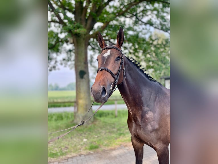 Westfale Stute 5 Jahre 167 cm Schwarzbrauner in Hamm