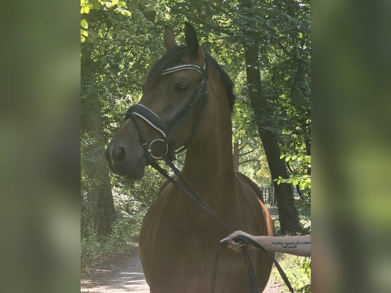 Westfale Stute 5 Jahre 168 cm Brauner in Wachtendonk