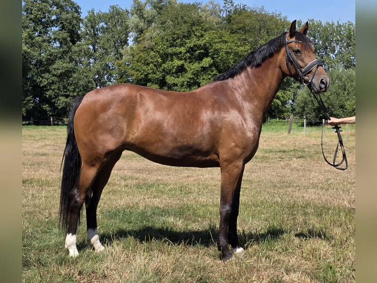 Westfale Stute 5 Jahre 168 cm Brauner in Wachtendonk