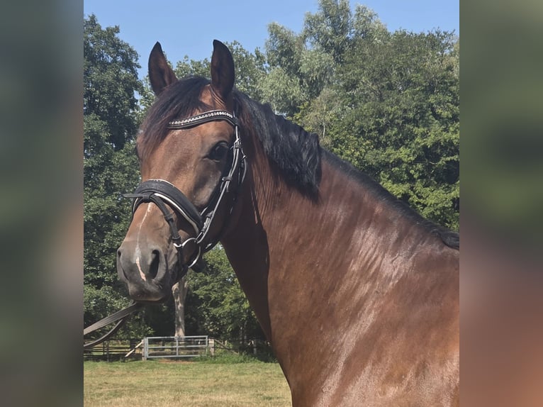 Westfale Stute 5 Jahre 168 cm Brauner in Wachtendonk