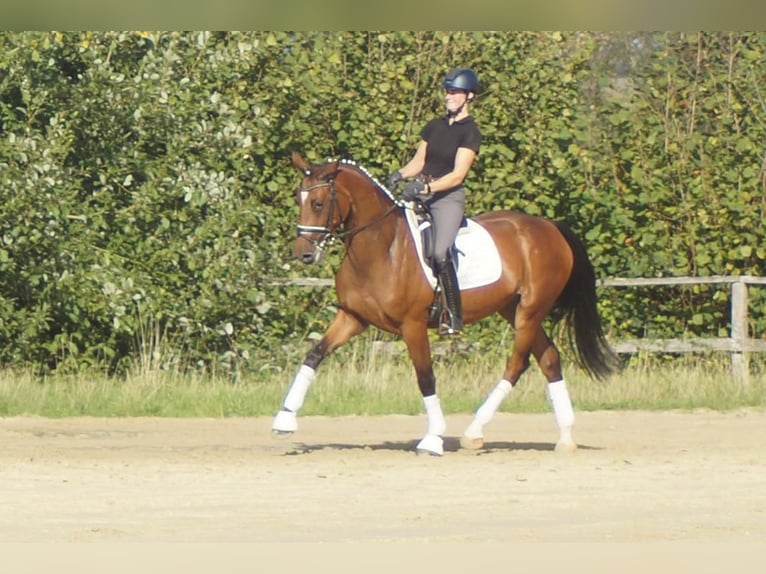 Westfale Stute 5 Jahre 168 cm Brauner in Iserlohn