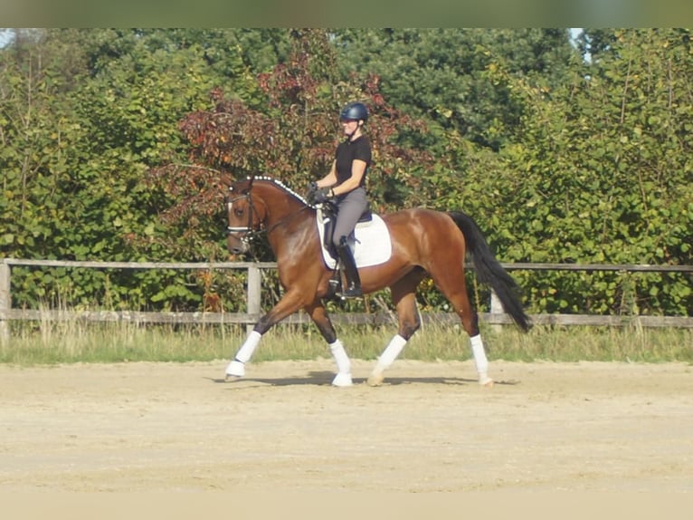 Westfale Stute 5 Jahre 168 cm Brauner in Iserlohn