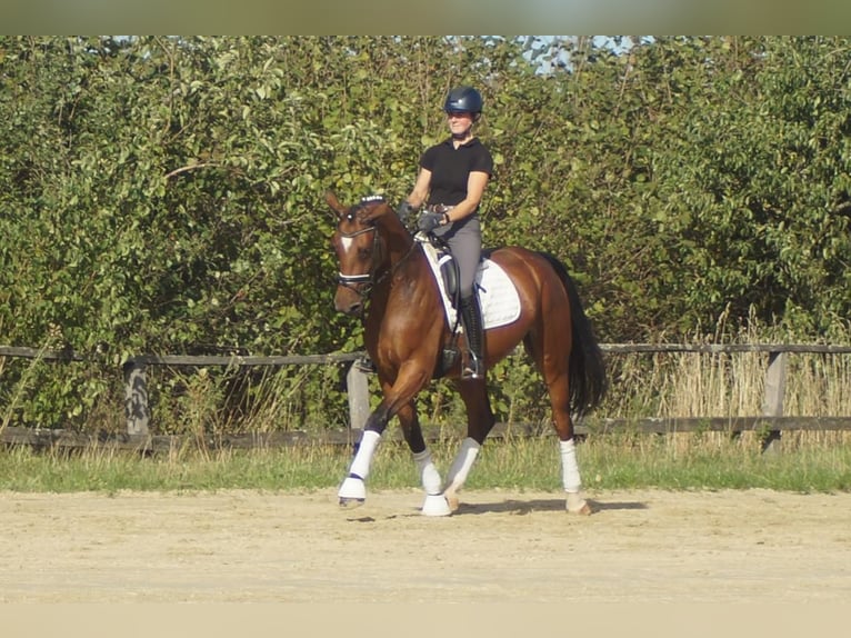 Westfale Stute 5 Jahre 168 cm Brauner in Iserlohn