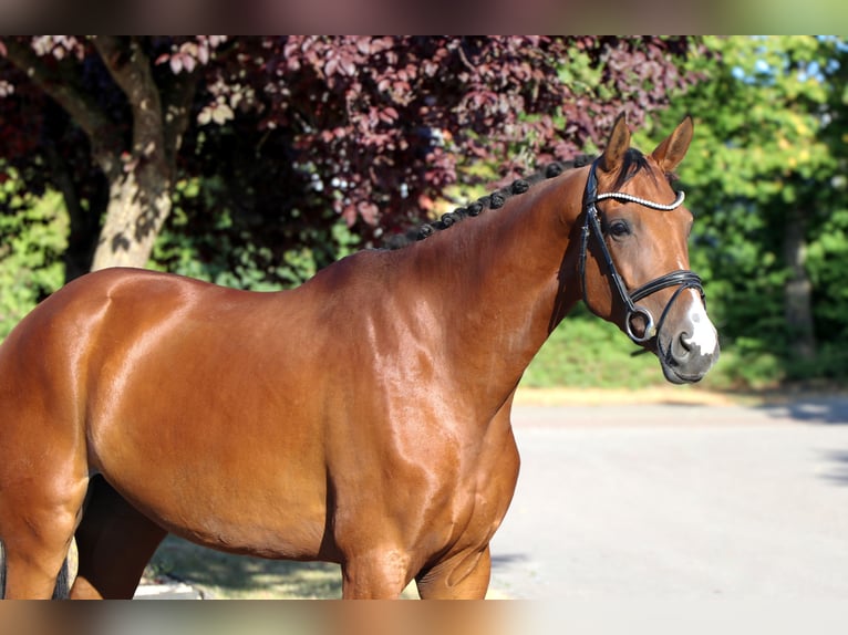 Westfale Stute 5 Jahre 168 cm Brauner in Schwäbisch Hall