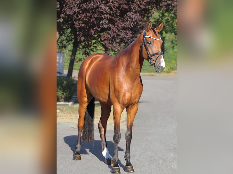 Westfale Stute 5 Jahre 168 cm Brauner in Schwäbisch Hall