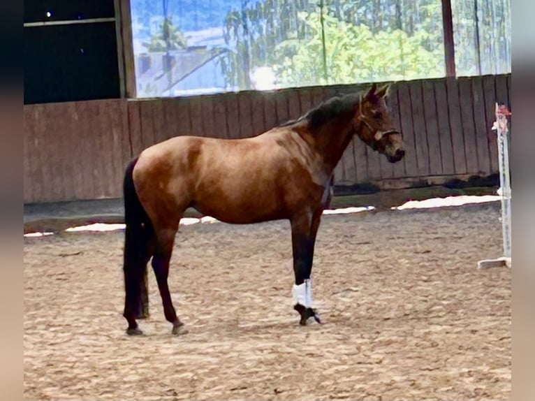 Westfale Stute 5 Jahre 168 cm Brauner in Wiesbaden