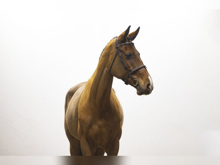 Westfale Stute 5 Jahre 168 cm Brauner in Waddinxveen