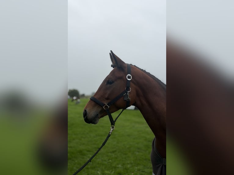 Westfale Stute 5 Jahre 168 cm Brauner in Pronstorf