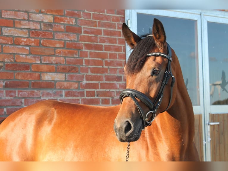 Westfale Stute 5 Jahre 168 cm Brauner in Pronstorf