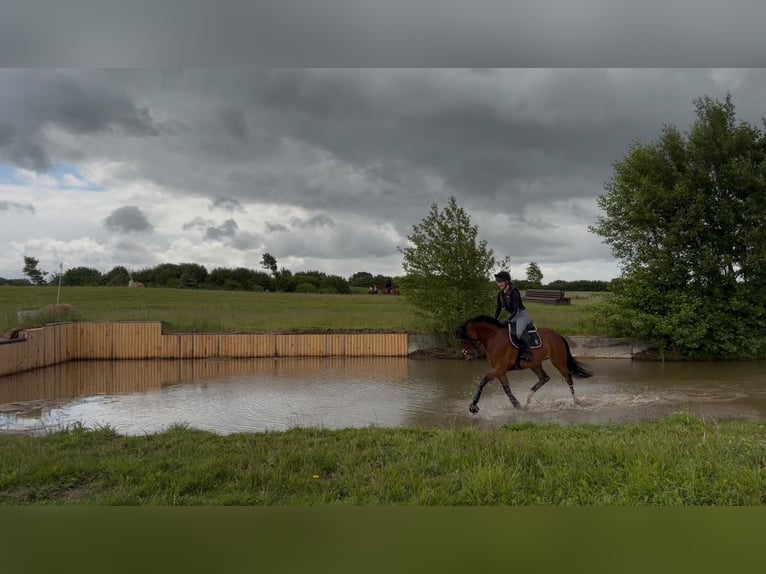 Westfale Stute 5 Jahre 168 cm Brauner in Pronstorf
