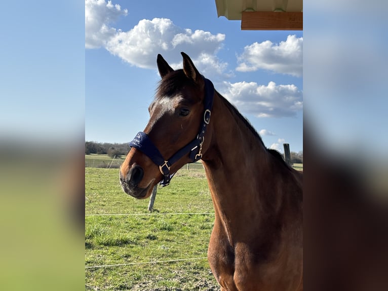 Westfale Stute 5 Jahre 168 cm Brauner in Saarbrücken