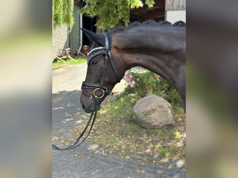 Westfale Stute 5 Jahre 168 cm Dunkelbrauner in Bielefeld