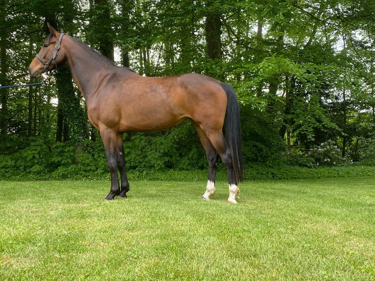 Westfale Stute 5 Jahre 168 cm Dunkelbrauner in Ahaus