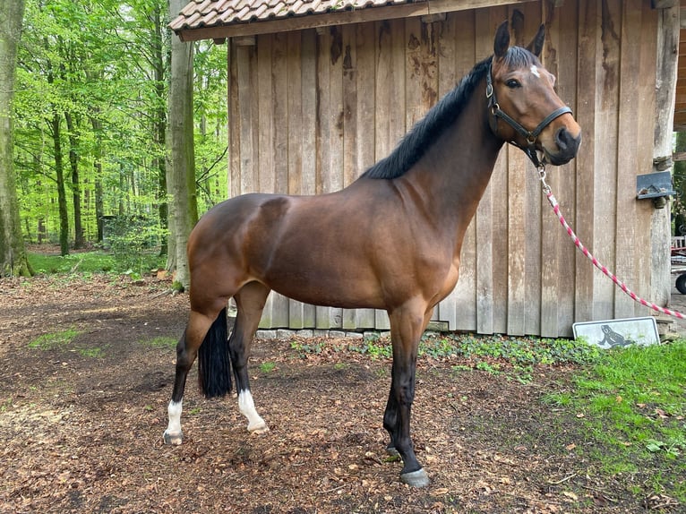 Westfale Stute 5 Jahre 168 cm Dunkelbrauner in Ahaus