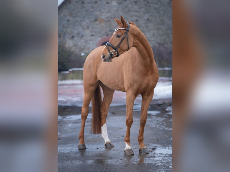 Westfale Stute 5 Jahre 168 cm Fuchs in Bramsche