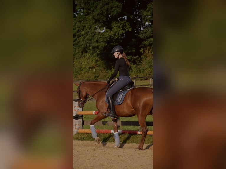 Westfale Stute 5 Jahre 168 cm Fuchs in Bottrop