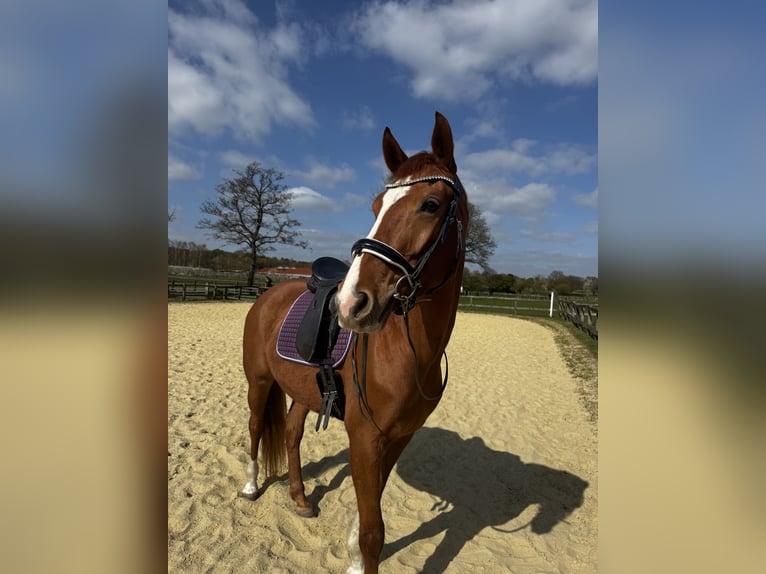 Westfale Stute 5 Jahre 168 cm Fuchs in Bottrop
