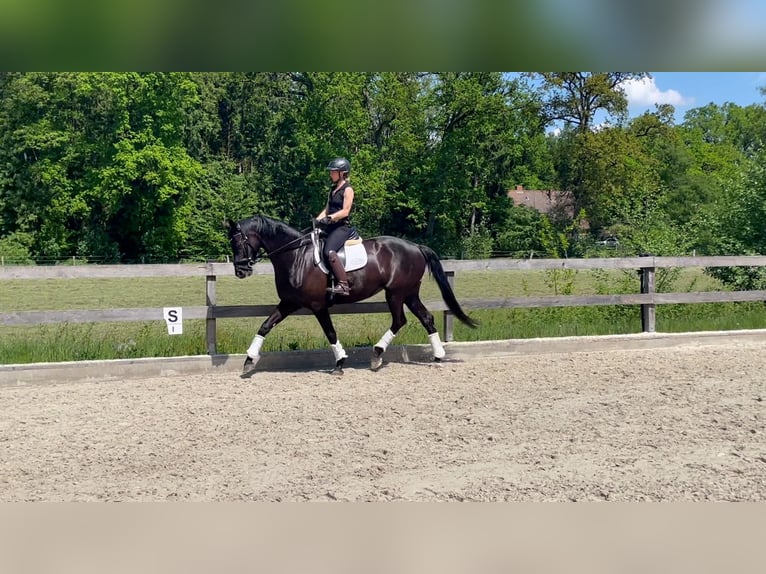 Westfale Stute 5 Jahre 168 cm Rappe in Rehlingen