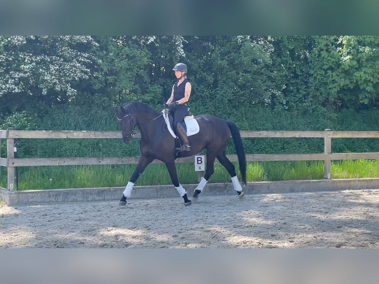 Westfale Stute 5 Jahre 168 cm Rappe in Rehlingen