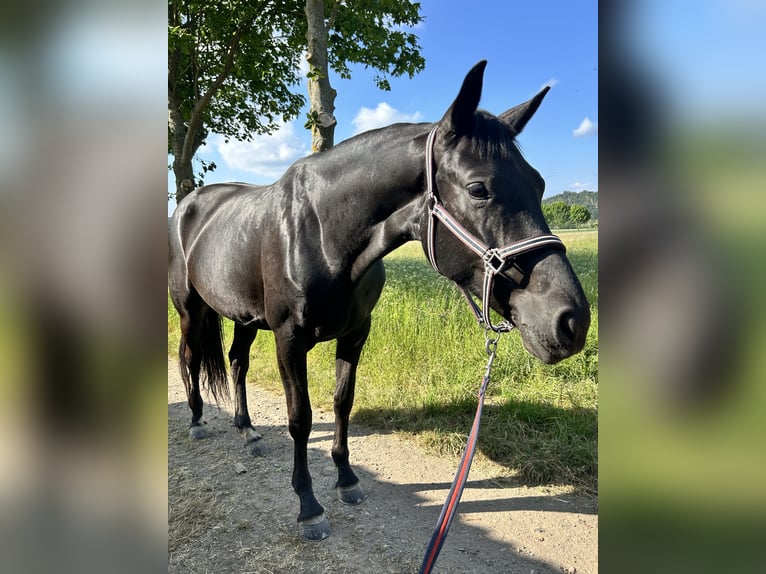Westfale Stute 5 Jahre 168 cm Rappe in Sankt Goar