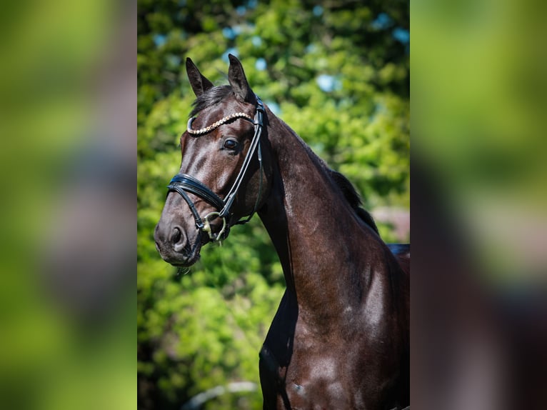 Westfale Stute 5 Jahre 168 cm Schwarzbrauner in Gescher