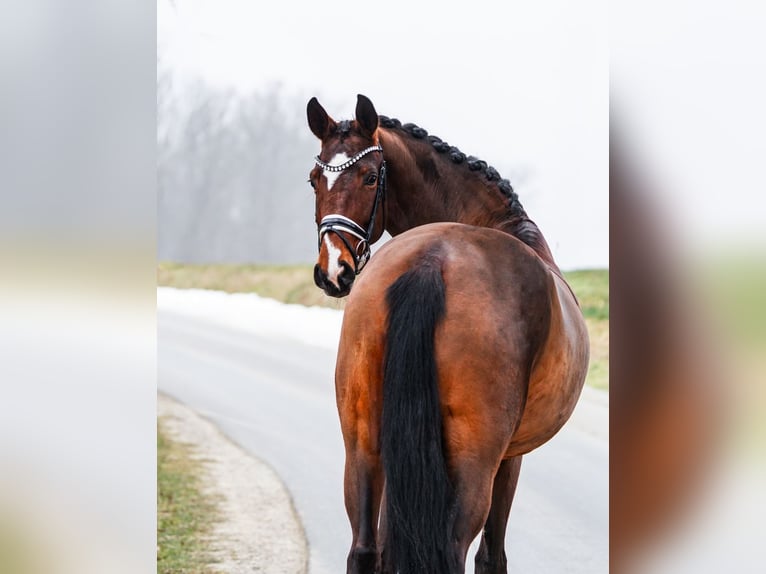 Westfale Stute 5 Jahre 169 cm Brauner in Gleichen