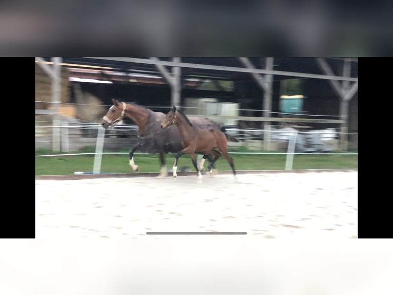 Westfale Stute 5 Jahre 169 cm Brauner in Beverungen