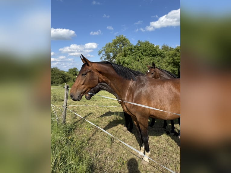 Westfale Stute 5 Jahre 169 cm Brauner in Beverungen