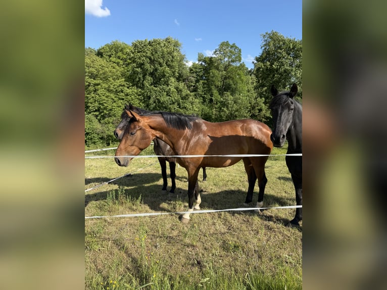 Westfale Stute 5 Jahre 169 cm Brauner in Beverungen