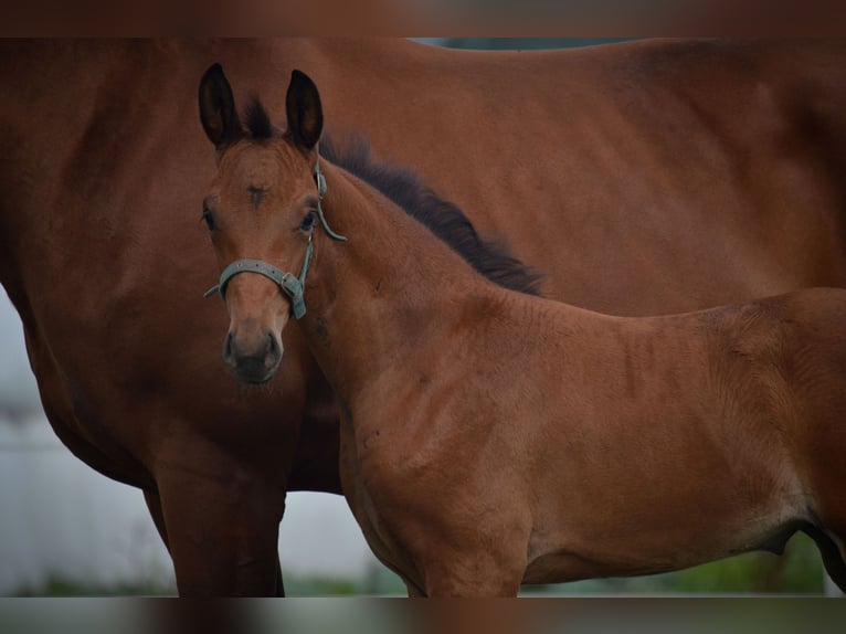 Westfale Stute 5 Jahre 169 cm Brauner in Beverungen