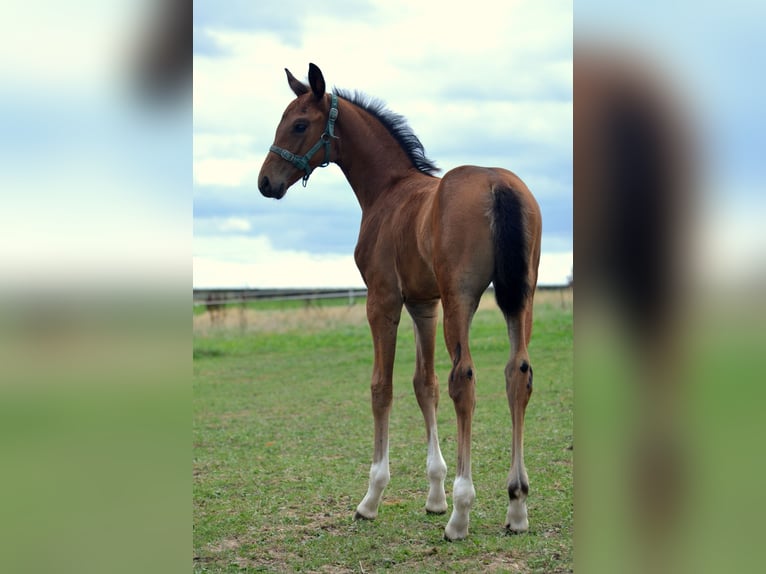 Westfale Stute 5 Jahre 169 cm Brauner in Beverungen