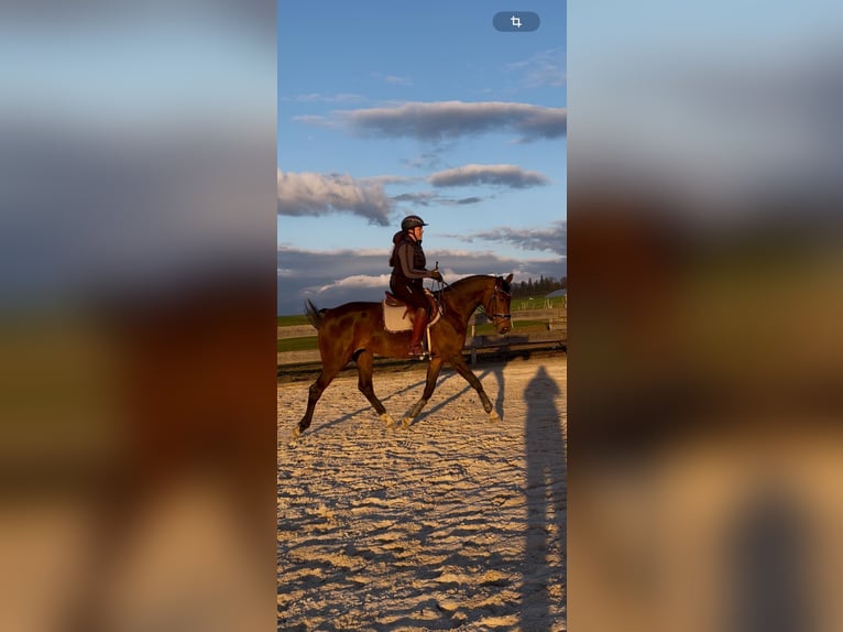 Westfale Stute 5 Jahre 169 cm Brauner in Beverungen
